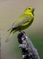 Shortwave Radiogram image