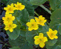 Shortwave Radiogram image