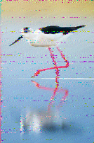 Shortwave Radiogram image