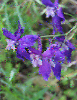 Shortwave Radiogram image