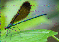 Shortwave Radiogram image