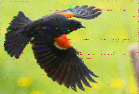 Shortwave Radiogram image