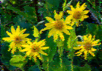 Shortwave Radiogram image