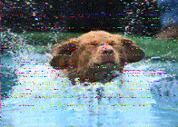 Shortwave Radiogram image
