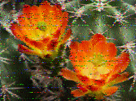 Shortwave Radiogram image