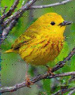 Shortwave Radiogram image