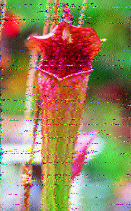 Shortwave Radiogram image