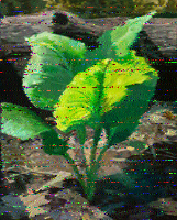 Shortwave Radiogram image