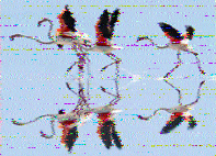 Shortwave Radiogram image