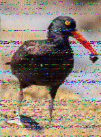 Shortwave Radiogram image