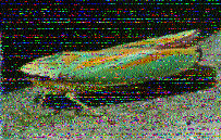 Shortwave Radiogram image