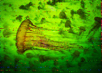 Shortwave Radiogram image