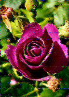 Shortwave Radiogram image