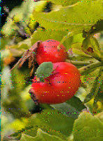 Shortwave Radiogram image