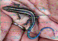 Shortwave Radiogram image