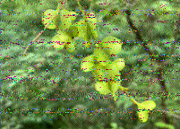 Shortwave Radiogram image