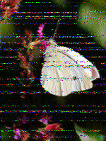 Shortwave Radiogram image