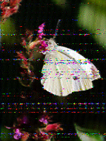 Shortwave Radiogram image