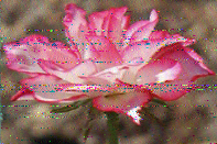 Shortwave Radiogram image