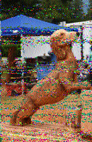 Shortwave Radiogram image