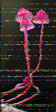 Shortwave Radiogram image