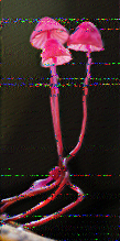 Shortwave Radiogram image