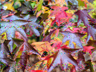 Shortwave Radiogram image