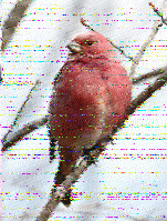 Shortwave Radiogram image