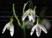 Shortwave Radiogram image