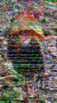 Shortwave Radiogram image
