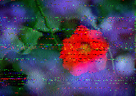 Shortwave Radiogram image