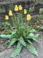 Shortwave Radiogram image