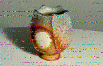 Shortwave Radiogram image