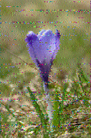 Shortwave Radiogram image