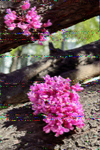 Shortwave Radiogram image