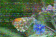 Shortwave Radiogram image