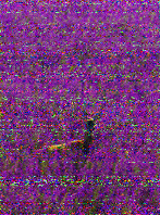 Shortwave Radiogram image