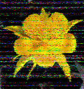 Shortwave Radiogram image