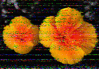 Shortwave Radiogram image