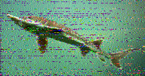 Shortwave Radiogram image