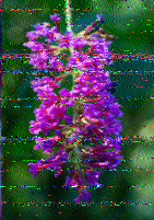 Shortwave Radiogram image